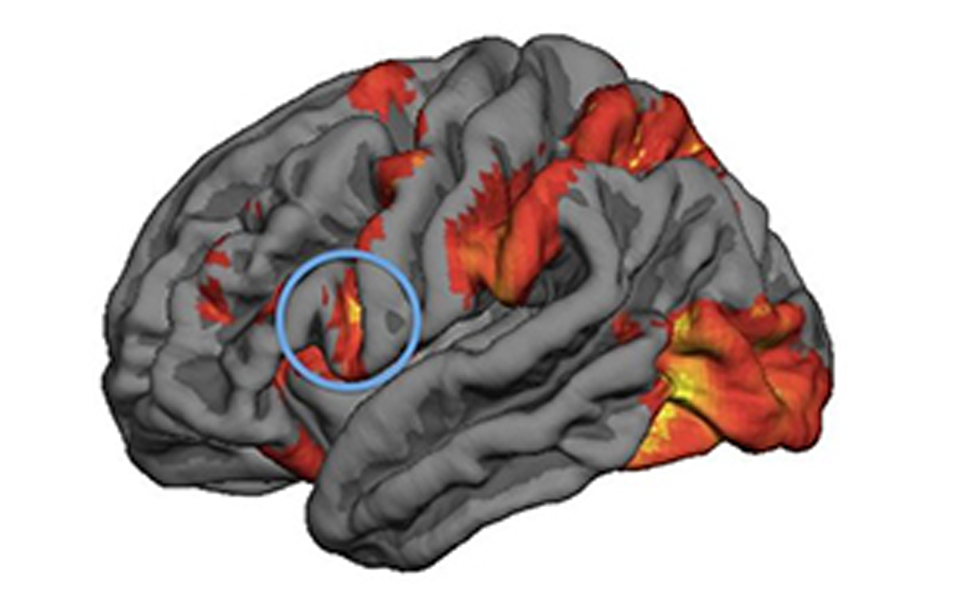 Mirror neuron activity predicts people’s decision-making in moral dilemmas