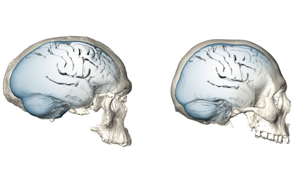 Slow and late evolution of the human brain
