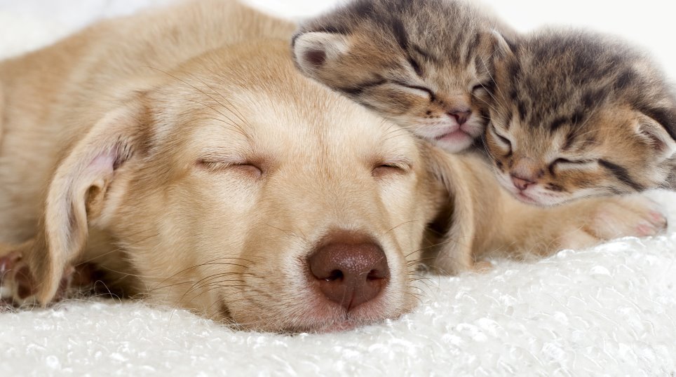 Lazy dog and kittens