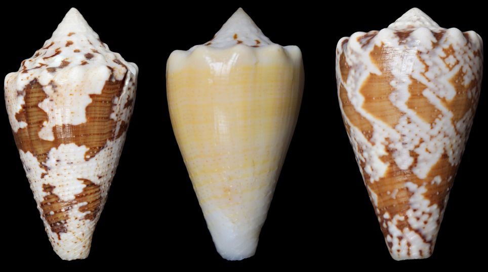 Marine Cone Snails