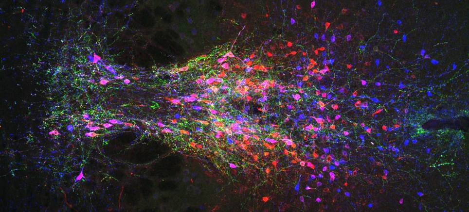 Dopaminergic Neurons