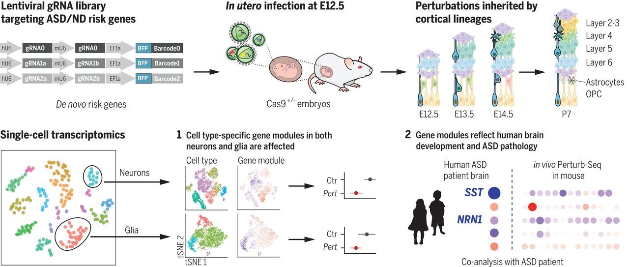 Image credit: In vivo Perturb-Seq identified neuron and glia-associated effects by perturbations of risk genes implicated in ASD/ND (Jin et al., 2020)