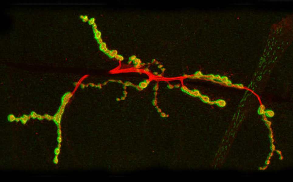 Cells hack virus-like protein to communicate