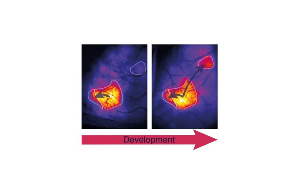 Brain connections have their own tempo. Image Credit: University of Geneva.