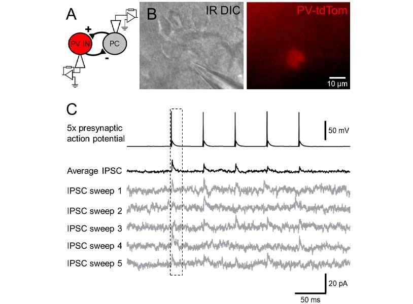 Figure 2: Paired recording from identified interneuron and principal cells.