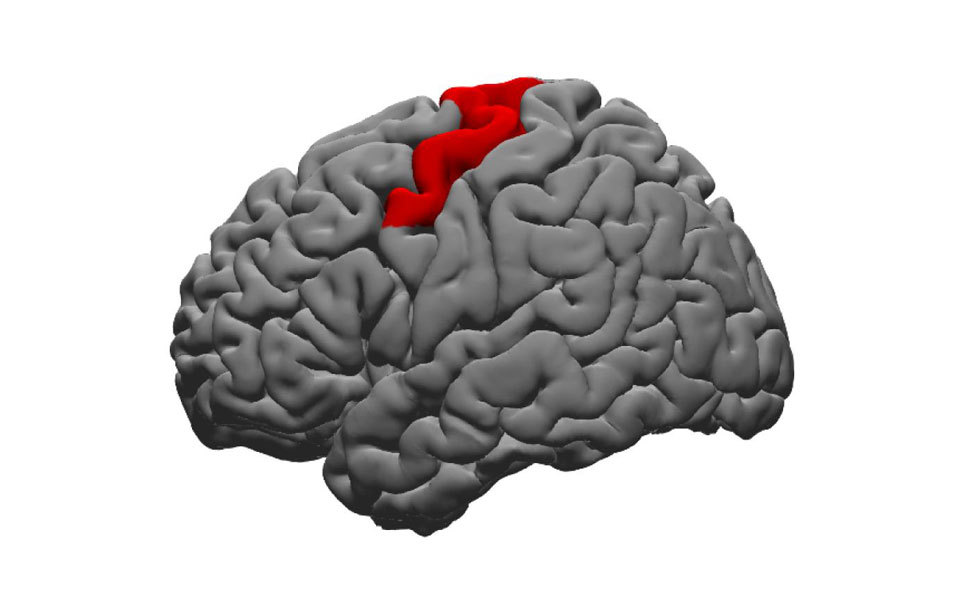 How do people use the sound of their voice to control their speech? Image credit: NYU Grossman School of Medicine