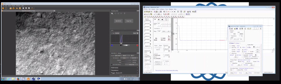 Neuronal electrophysiology