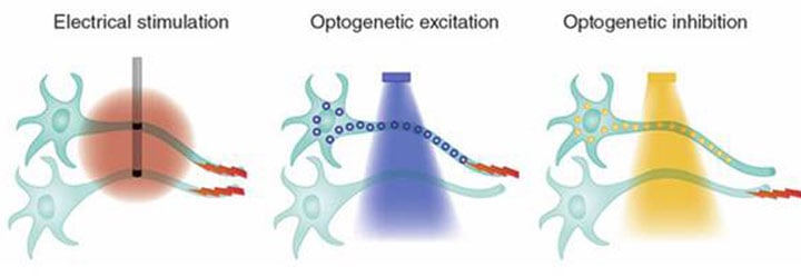 Electrical recording during optogenetic inhibition of