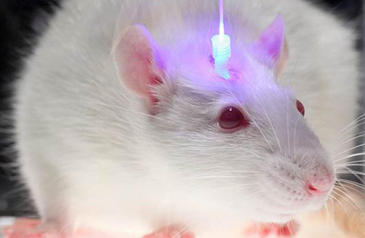 Optogenetic mouse