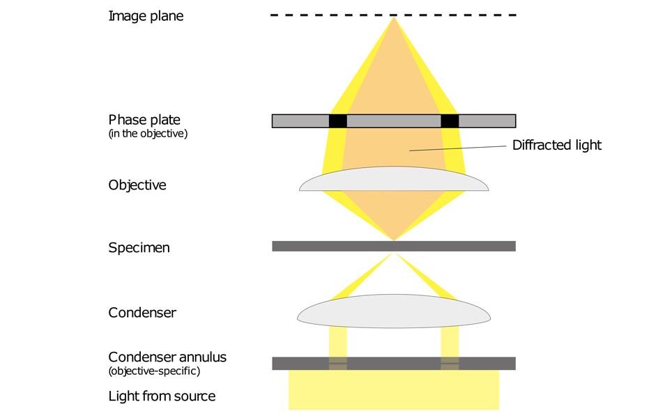 Diagram showing the path of light in phase contrast microscopy