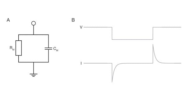 Figure 1. Basic schematic of the electrical properties of a plasma membrane. A: A circuit diagram showing the membrane capacitance and membrane resistance in parallel to each other. B: Traces showing a command voltage step (top) and the resulting current response (bottom) for a simple plasma membrane being voltage clamped.