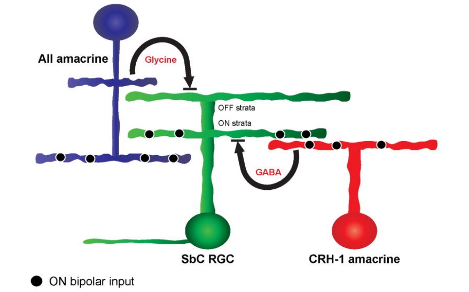 CRH-1 amacrine cell circuit