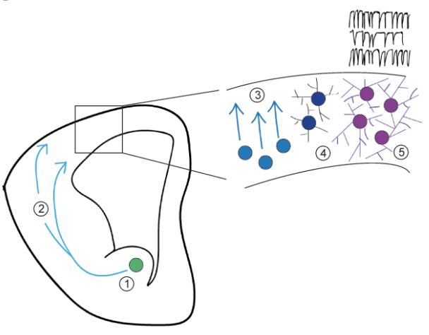 Activity-dependent development of somatosensory cortex interneurons
