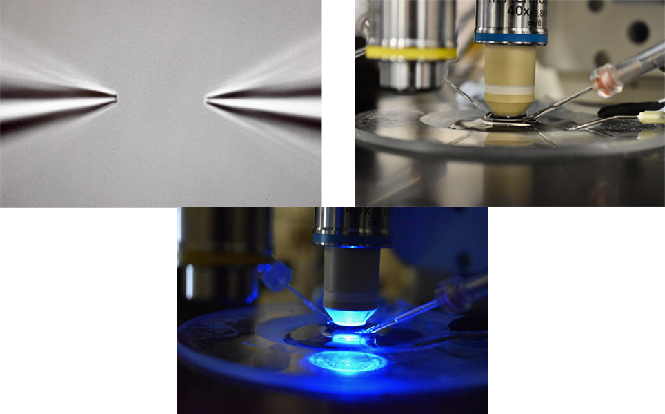 Hannah Warming, University of Southampton, using Scientifica PatchStars - motorised manipulators