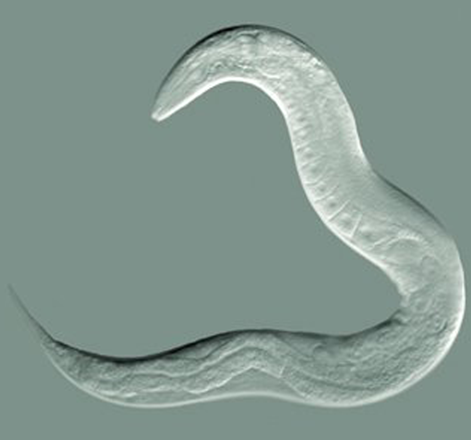 An adult Caenorhabditis elegans nematode imaged using DIC by Bob Goldstein