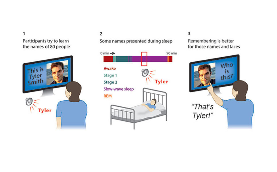 Remembering faces and names can be improved during sleep. Image credit: Northwestern University